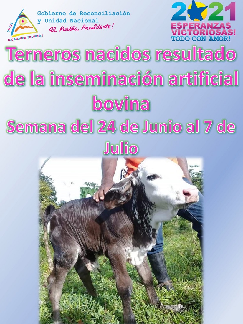 terneros